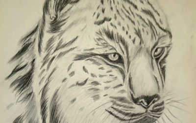 El Lince Ibérico (Lynx Pardinus)