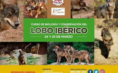 Curso sobre biología y conservación de LOBO IBÉRICO