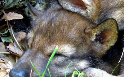 Curso de Biología y Conservación del Lobo Ibérico