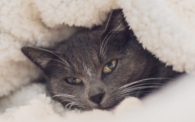 En Invierno, Abrigos Calefactables Para Sentir el Calor