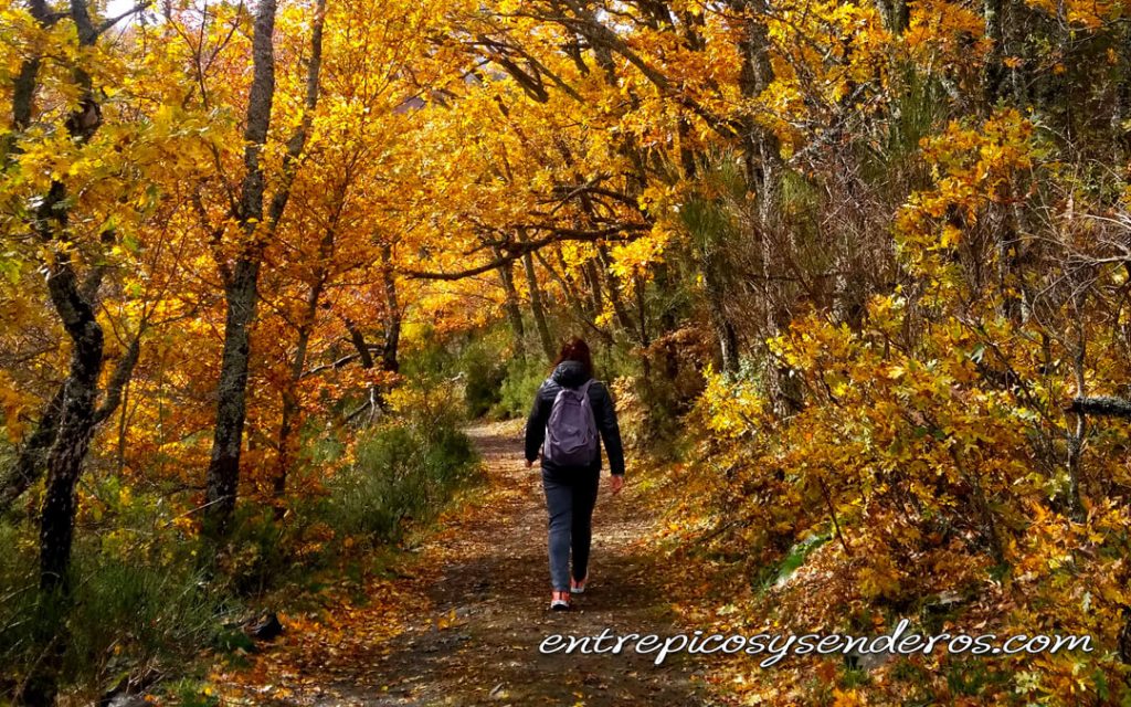 Hayedo de Tejera Negra
