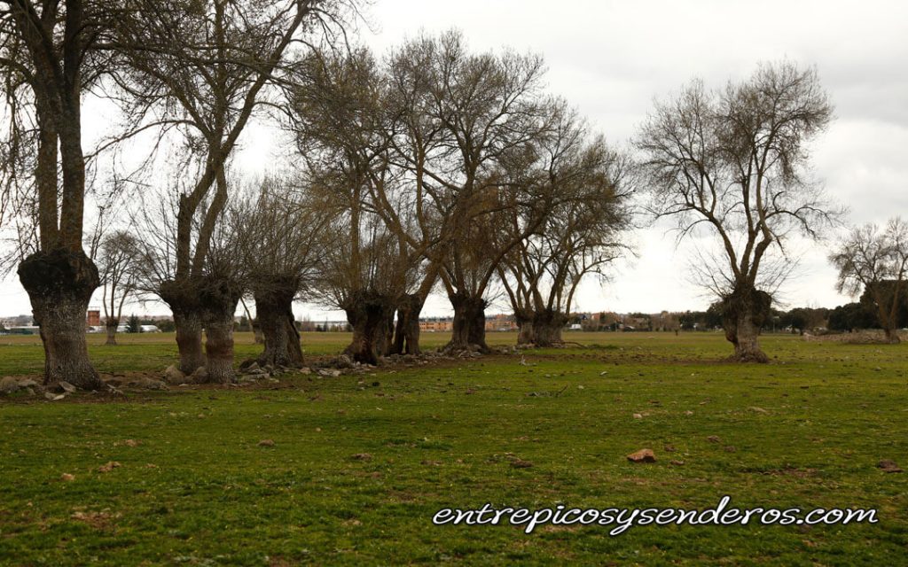 Dehesa Boyal Collado Villalba