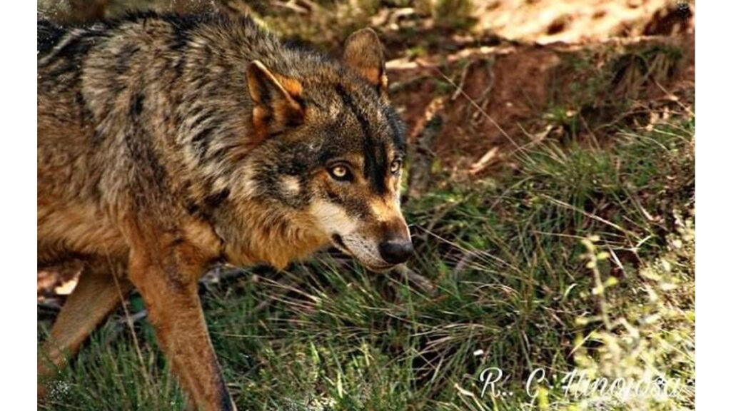 Observación Lobo Ibérico Sierra de la Culebra