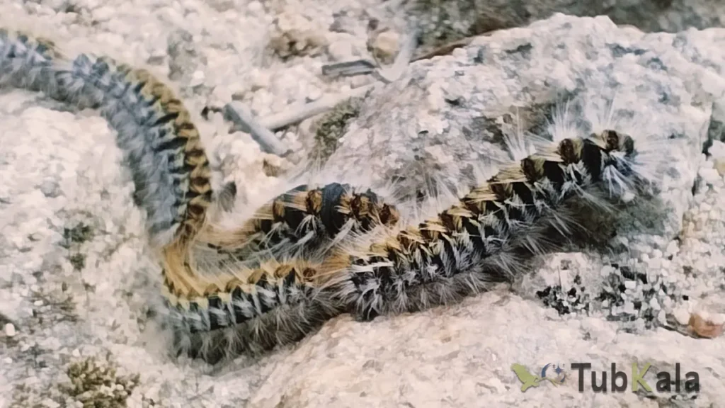 Oruga procesionaria del pino